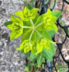 eggleaf spurge thumbnail 2