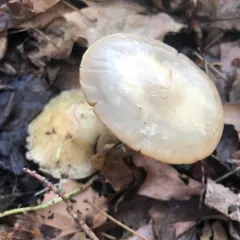 Spring Fieldcap thumbnail 2