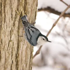 White-breasted Nuthatch thumbnail 4