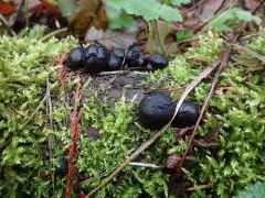 Cramp Balls thumbnail 3