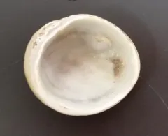 Pacific White Hoof Shell thumbnail 2
