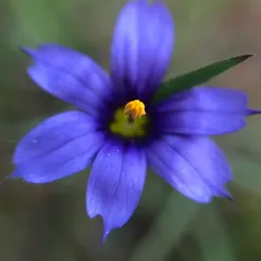 western blue-eyed grass thumbnail 3