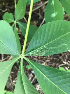Phytomyza aesculi thumbnail 3
