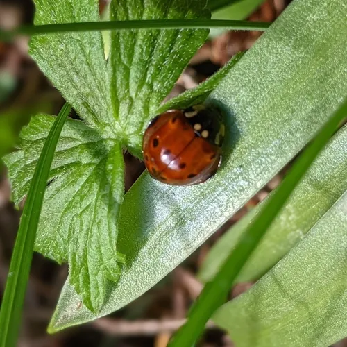 Flying Saucer Lady Beetle