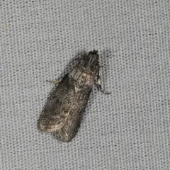 Lesser Aspen Webworm Moth thumbnail 2