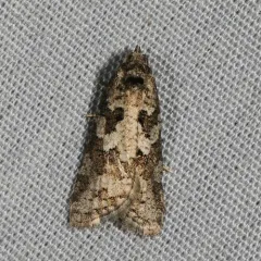 Gray Tortrix thumbnail 4