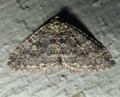 Triphosa californiata thumbnail 4