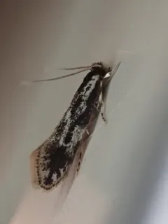 Leucomele miriamella thumbnail 4