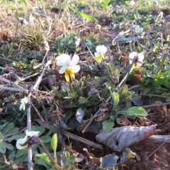 European field pansy thumbnail 3