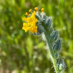 Common Fiddleneck thumbnail 1
