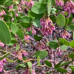 greenleaf manzanita thumbnail 2