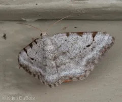 Digrammia denticulata thumbnail 2