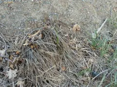 Santa Barbara sedge thumbnail 2