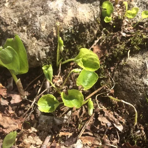 Largeleaf White Violet