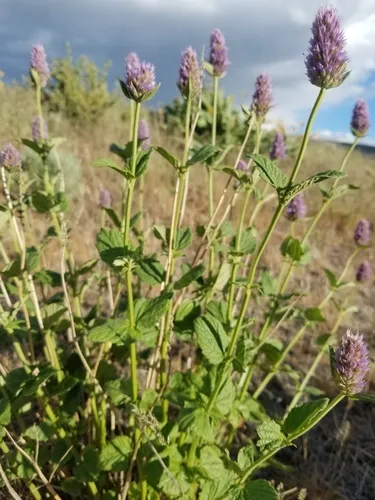 Western Giant Hyssop