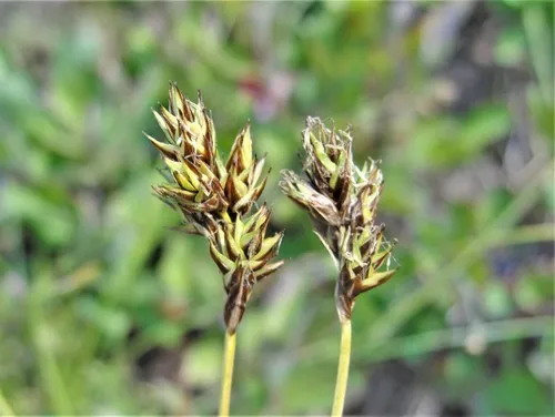 Presl's sedge