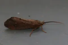 Ptilostomis ocellifera thumbnail 3