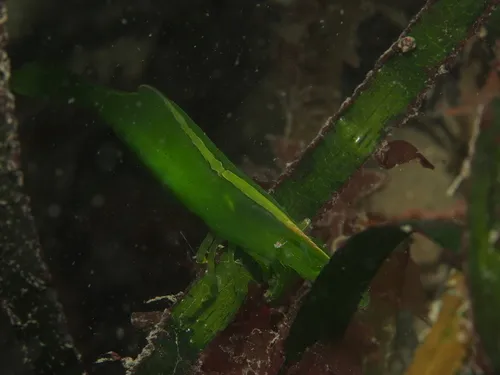 Smalleye Coastal Shrimp