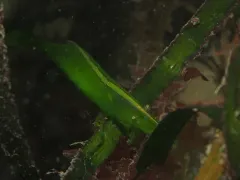 Smalleye Coastal Shrimp thumbnail 1