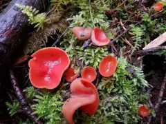 Pseudaleuria quinaultiana thumbnail 1