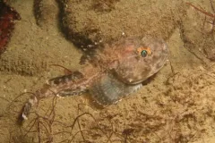 Blackfin Sculpin thumbnail 4