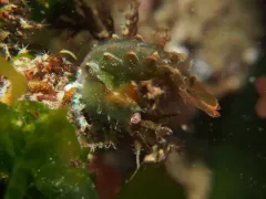 Cataleptic Lebbeid thumbnail 3