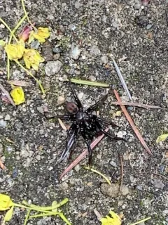 Antrodiaetus cerberus thumbnail 2