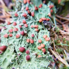Lettuce Lichen thumbnail 3