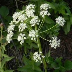 Gray's Lovage thumbnail 2