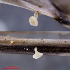 Psilachnum inquilinum thumbnail 2