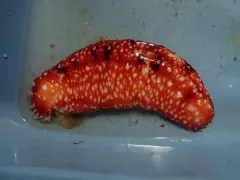 White-Knobbed Sea Cucumber thumbnail 3