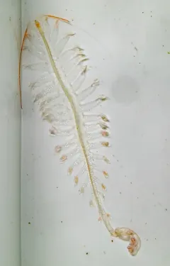 Tomopteris helgolandica thumbnail 4