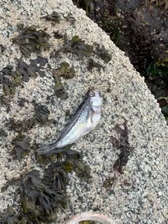 Pacific Sandfish thumbnail 3