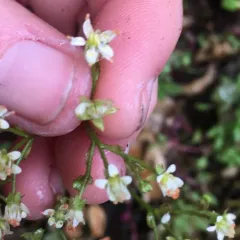 Marshall's saxifrage thumbnail 2