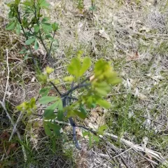 eastern wild indigo thumbnail 3