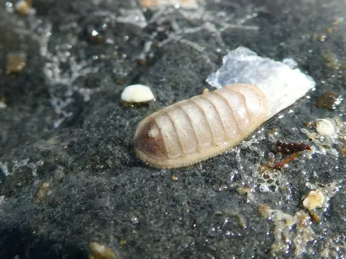 dwarf chiton