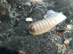 dwarf chiton thumbnail 1