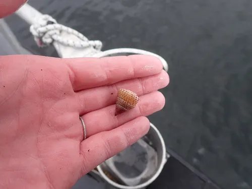 Calliostoma variegatum