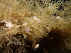 San Juan Aeolid thumbnail 3