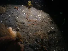 Quillfish thumbnail 2