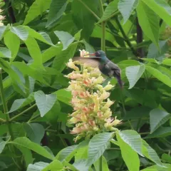 Broad-billed Hummingbird thumbnail 4