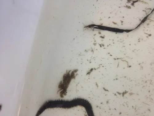 tube pea crab