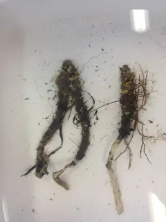Plumed Worm thumbnail 3
