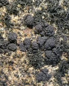 Phylliscum demangeonii thumbnail 4