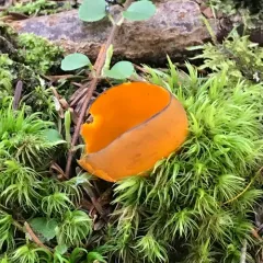 Spring Orange Peel Fungus thumbnail 4