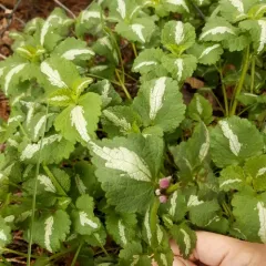 Spotted deadnettle thumbnail 4