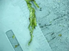 Whitish Feather-moss thumbnail 2