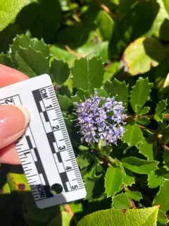 Point Reyes Ceanothus thumbnail 4