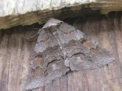 Gray Spring Zale Moth thumbnail 3