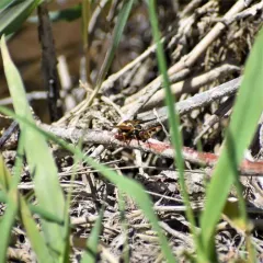 Golden Paper Wasp thumbnail 4